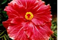 Hibiscus used in beuty preparations