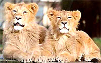 The Gir Lions