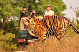 Wildlife travel to India